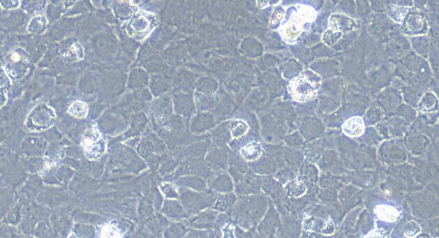 Primary Rat Meniscus Fibrochondrocytes (MFCs)