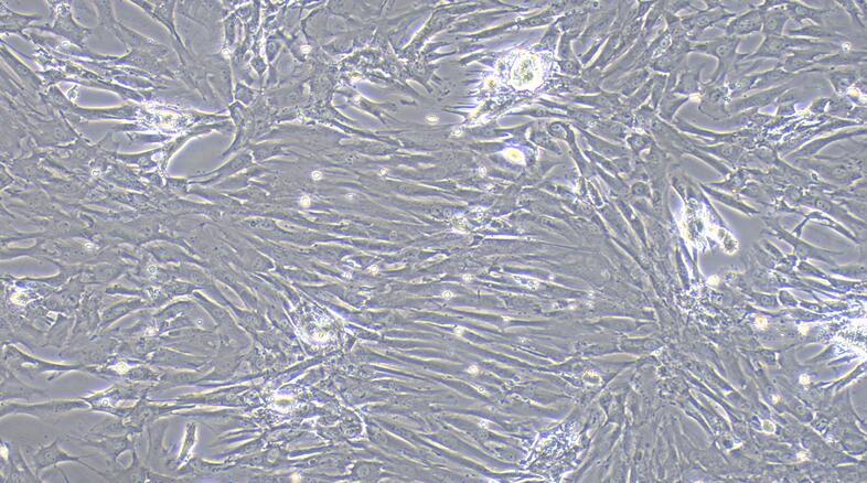 Primary Caprine Corpus Cavernosum Smooth Muscle Cells (CCSM)