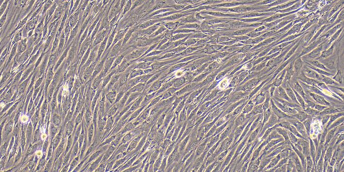 Primary Rat Urothelial Smooth Muscle Cells (USMC)