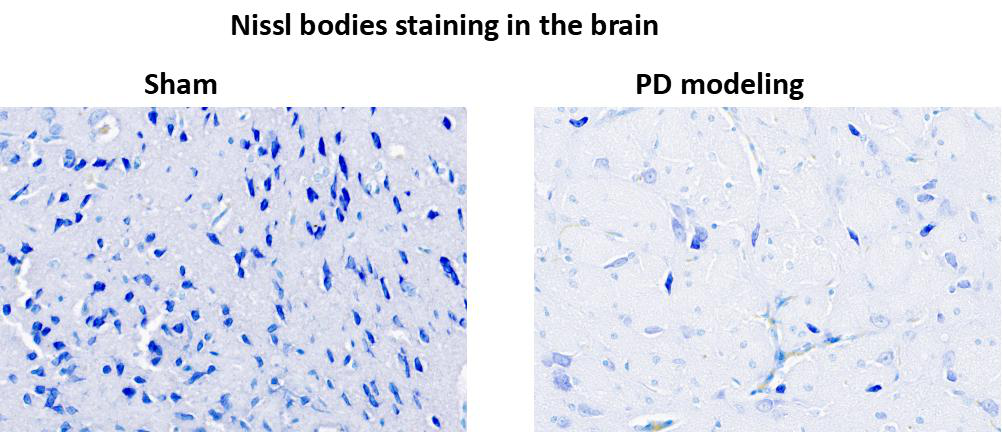 Mouse Model for Parkinson's Disease (PD)