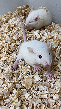 Rat Model for Seizure Disorders (SD)