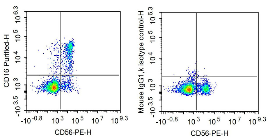 Anti-Fc Fragment Of IgG Low Affinity IIIb Receptor (FcgR3B) Monoclonal Antibody