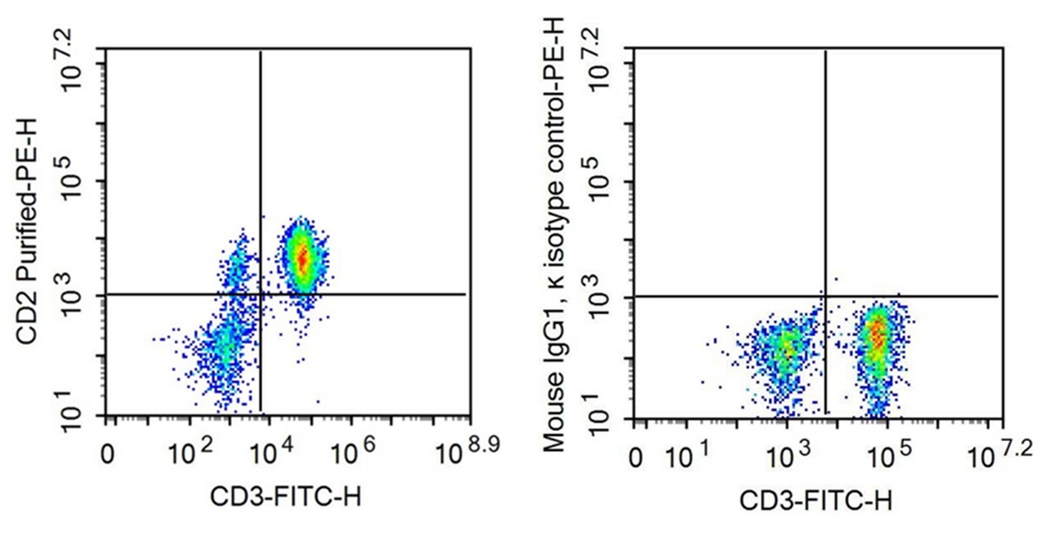 Anti-Cluster Of Differentiation 2 (CD2) Monoclonal Antibody