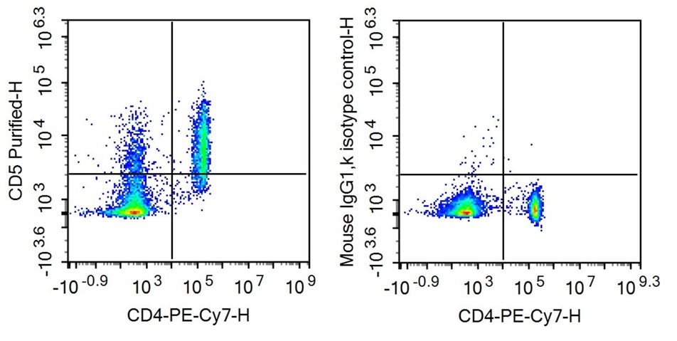 Anti-Cluster Of Differentiation 5 (CD5) Monoclonal Antibody