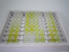 High Sensitive ELISA Kit for Urocortin 2 (UCN2)