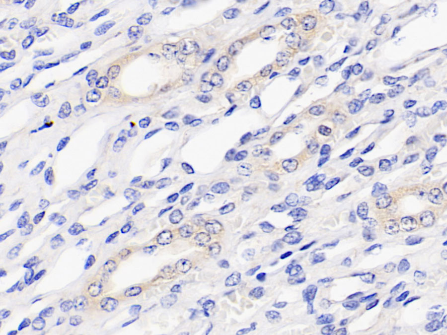 Biotin-Linked Polyclonal Antibody to Vascular Endothelial Growth Factor A (VEGFA)