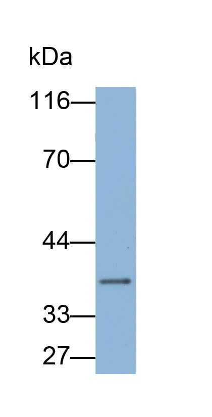 Biotin-Linked Polyclonal Antibody to Caspase 9 (CASP9)