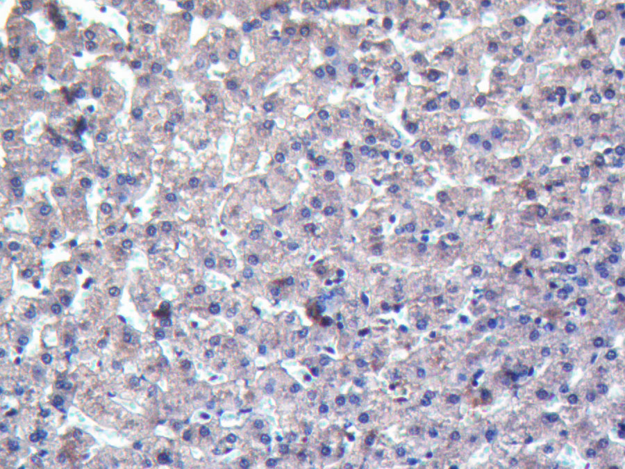 Biotin-Linked Polyclonal Antibody to Complement Component 7 (C7)