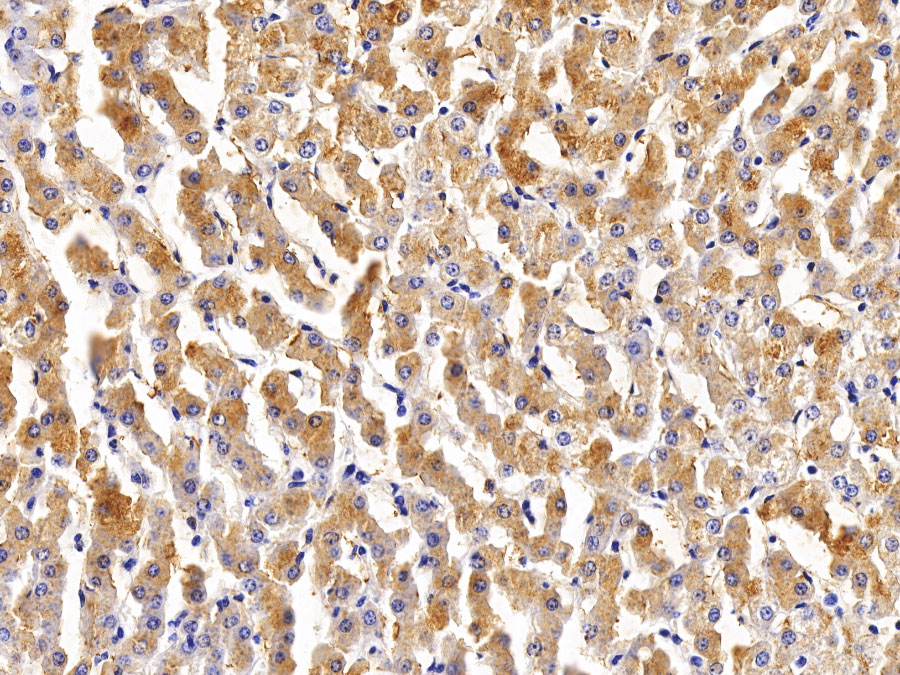 Biotin-Linked Polyclonal Antibody to Signal Transducer And Activator Of Transcription 3 (STAT3)
