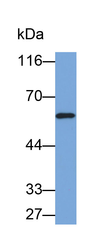 Biotin-Linked Polyclonal Antibody to Aldehyde Dehydrogenase, Mitochondrial (ALDH2)