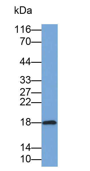 Biotin-Linked Polyclonal Antibody to High Mobility Group AT Hook Protein 1 (HMGA1)