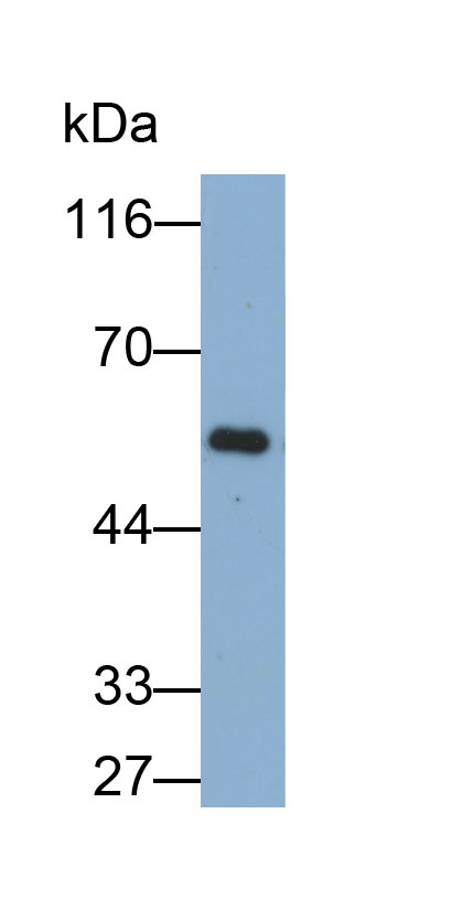 Biotin-Linked Polyclonal Antibody to FK506 Binding Protein 5 (FKBP5)