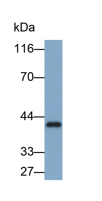 Biotin-Linked Polyclonal Antibody to Annexin A4 (ANXA4)