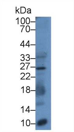 Monoclonal Antibody to Ubiquitin (Ub)