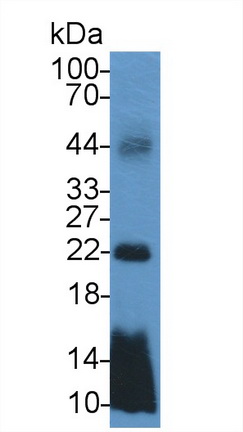 Monoclonal Antibody to Apolipoprotein C1 (APOC1)
