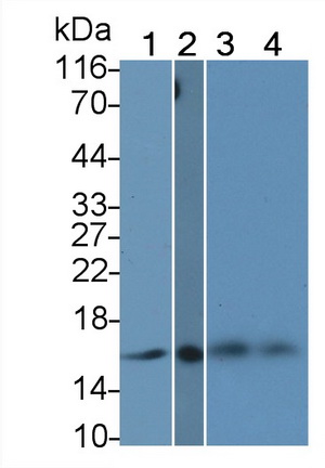 Monoclonal Antibody to Histone H3 (H3)