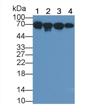 Monoclonal Antibody to Heat Shock 70kDa Protein 1B (HSPA1B)