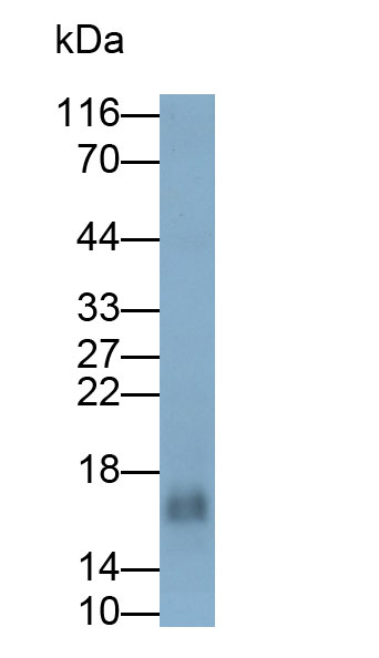 Monoclonal Antibody to Fibroblast Growth Factor 2, Basic (FGF2)