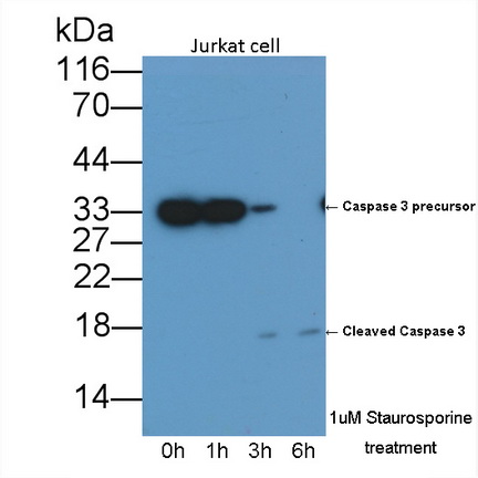 Monoclonal Antibody to Caspase 3 (CASP3)
