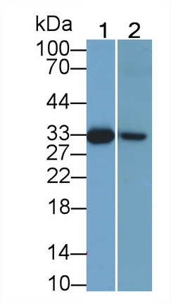 Monoclonal Antibody to Caspase 3 (CASP3)