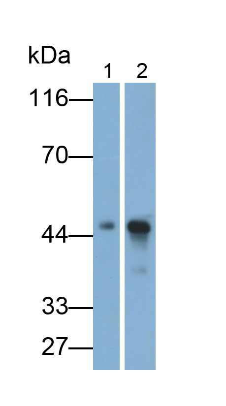 Monoclonal Antibody to Pepsin (PP)