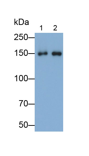 Monoclonal Antibody to Complement Factor H (CFH)