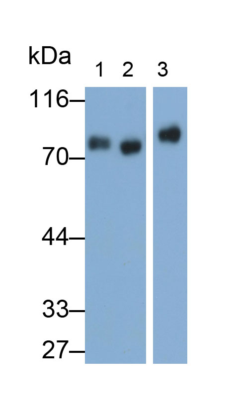 Monoclonal Antibody to Homing Associated Cell Adhesion Molecule (HCAM)