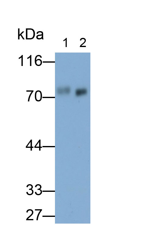 Monoclonal Antibody to Homing Associated Cell Adhesion Molecule (HCAM)