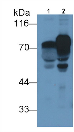 Monoclonal Antibody to Prothrombin Fragment 1+2 (F1+2)