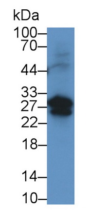 Monoclonal Antibody to Programmed Cell Death Protein 1 Ligand 2 (PDL2)