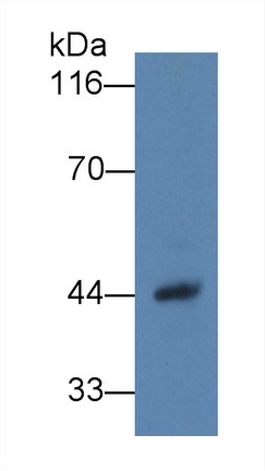 Monoclonal Antibody to Haptoglobin (Hpt)