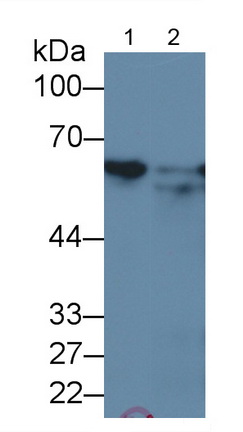 Monoclonal Antibody to Heat Shock Protein 60 (Hsp60)