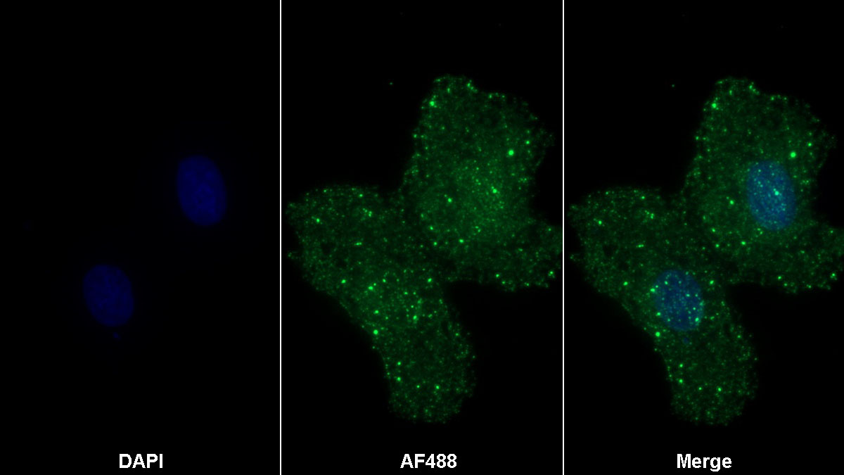 Monoclonal Antibody to Signal Regulatory Protein Alpha (SIRPa)
