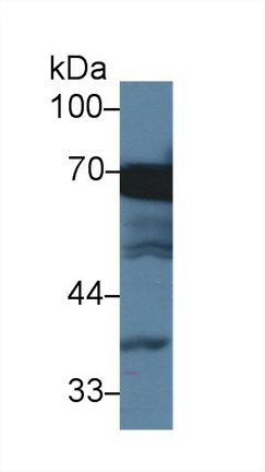 Monoclonal Antibody to Heat Shock 70kDa Protein 1 Like Protein (HSPA1L)