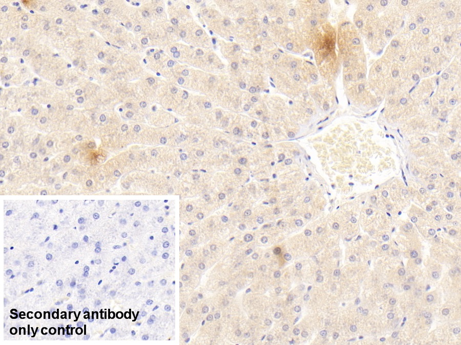 Monoclonal Antibody to Plasminogen (Plg)