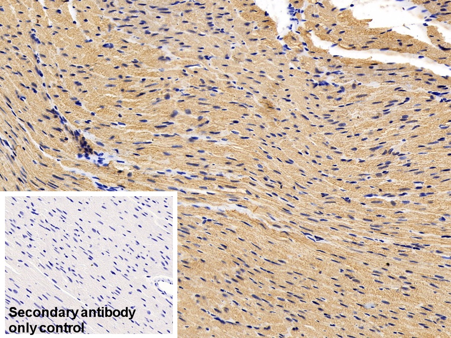Monoclonal Antibody to Actin Alpha 1, Cardiac Muscle (ACTC1)