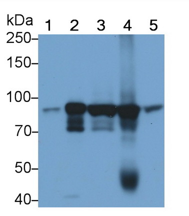 Monoclonal Antibody to Signal Transducer And Activator Of Transcription 3 (STAT3)