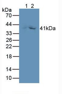 Monoclonal Antibody to Growth Differentiation Factor 3 (GDF3)