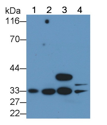 Monoclonal Antibody to Caspase 6 (CASP6)
