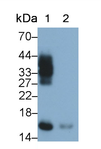 Monoclonal Antibody to Ribonuclease A2 (RNASE2)