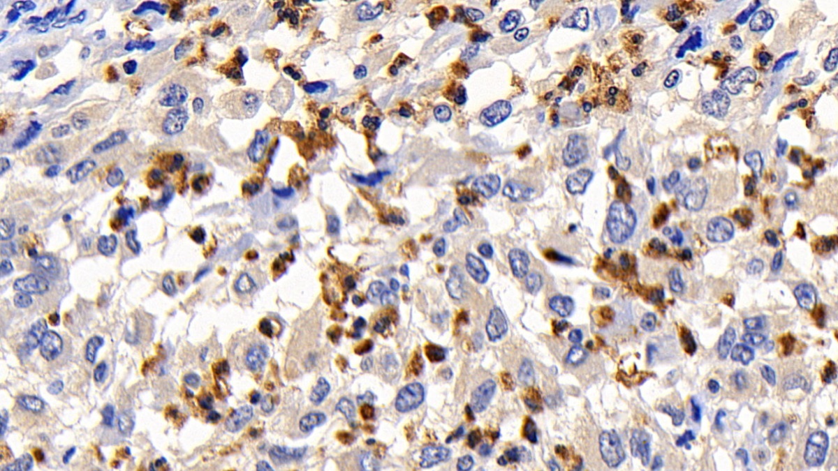 Monoclonal Antibody to B-Cell CLL/Lymphoma 2 Like Protein (Bcl2L)