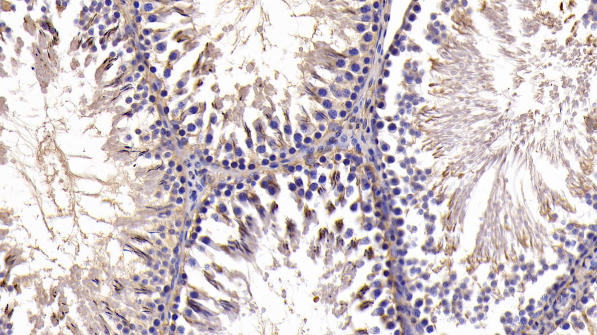 Monoclonal Antibody to B-Cell CLL/Lymphoma 2 Like Protein (Bcl2L)
