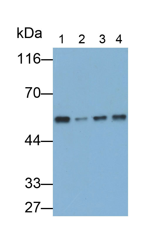Monoclonal Antibody to FK506 Binding Protein 8 (FKBP8)