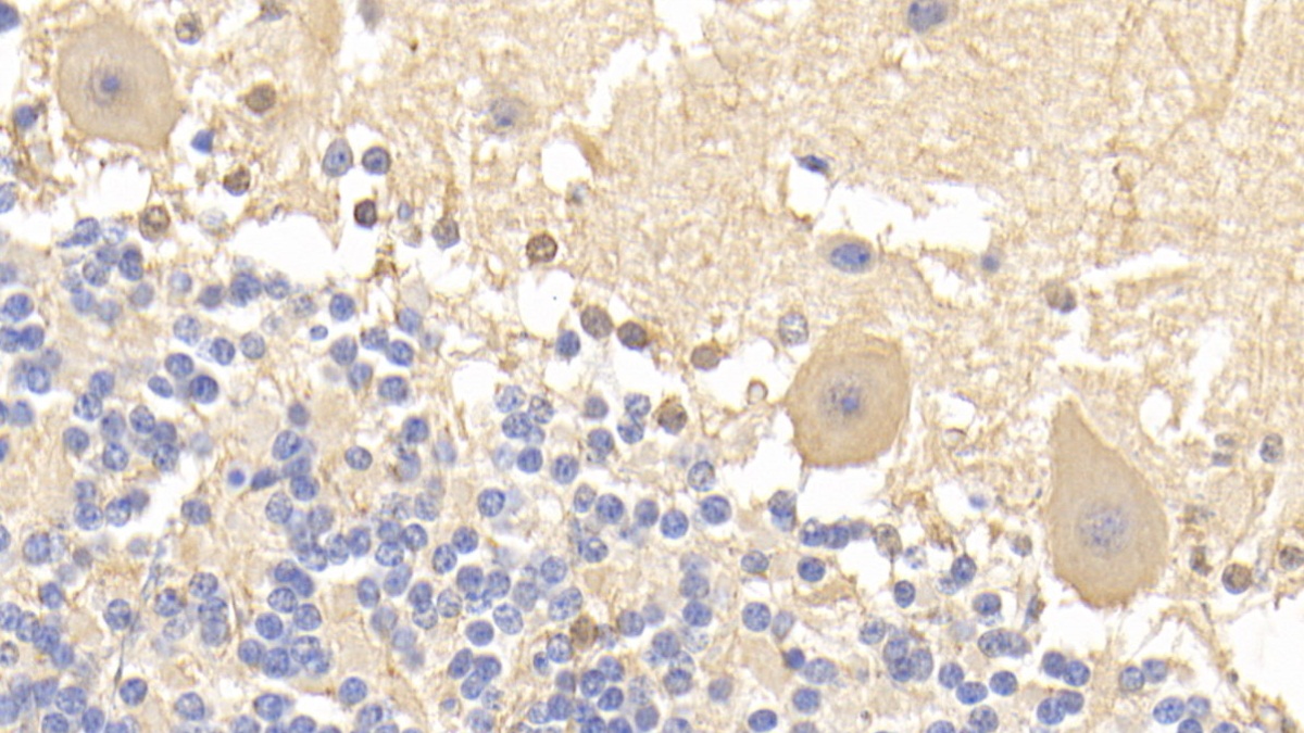 Monoclonal Antibody to Brain Specific Angiogenesis Inhibitor 3 (BAI3)