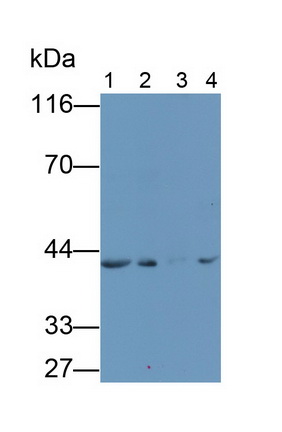 Monoclonal Antibody to Secreted Frizzled Related Protein 4 (SFRP4)