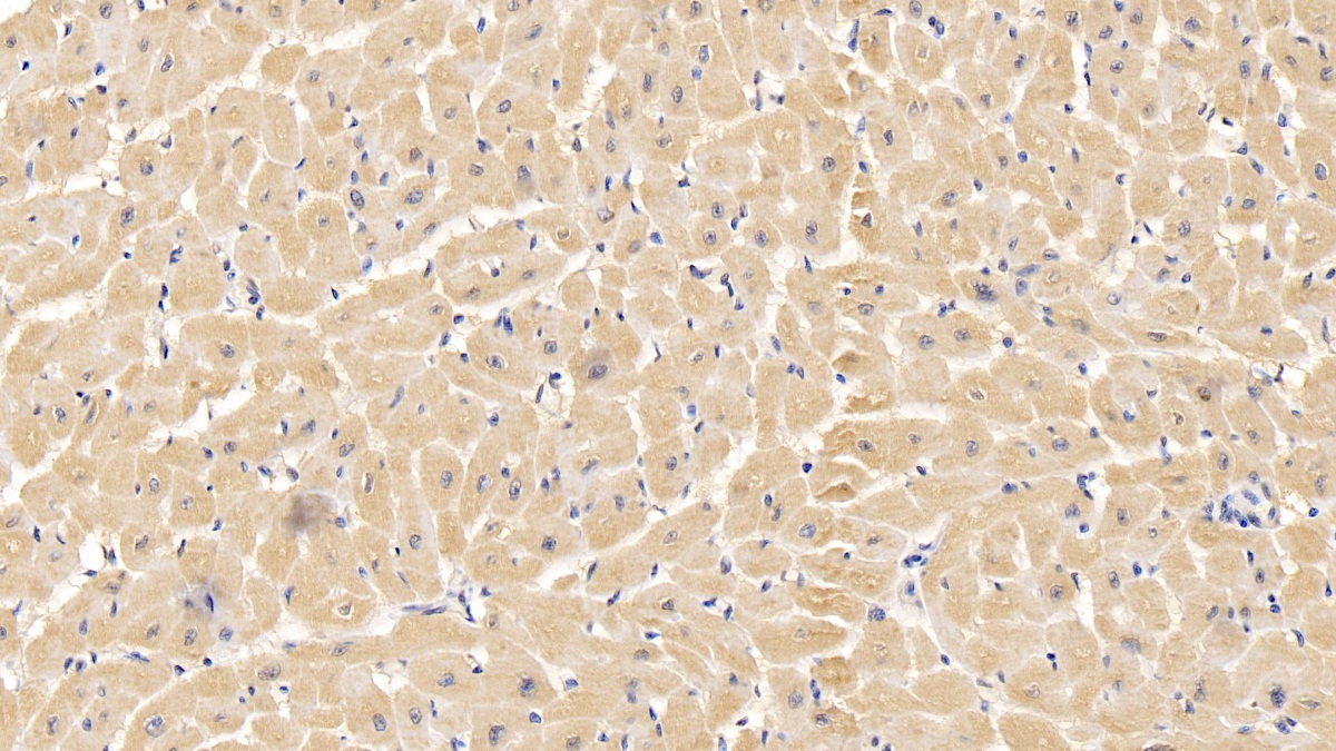 Monoclonal Antibody to Voltage Dependent Anion Channel Protein 1 (VDAC1)