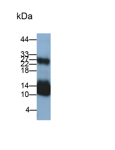 Monoclonal Antibody to Hypomagnesemia 2, Renal (HOMG2)