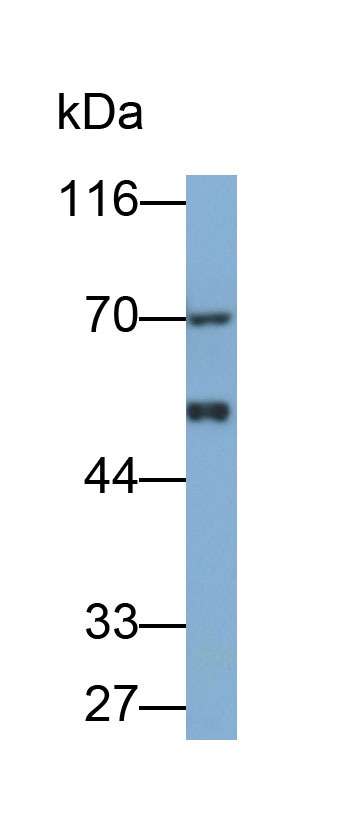 Polyclonal Antibody to Angiopoietin 2 (ANGPT2)