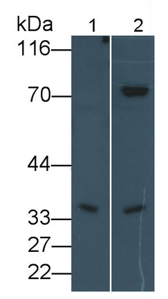 Polyclonal Antibody to Factor Related Apoptosis Ligand (FASL)
