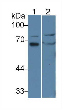 Polyclonal Antibody to Interleukin 16 (IL16)